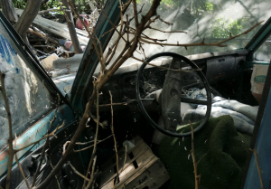 Junk car with tree twigs in it