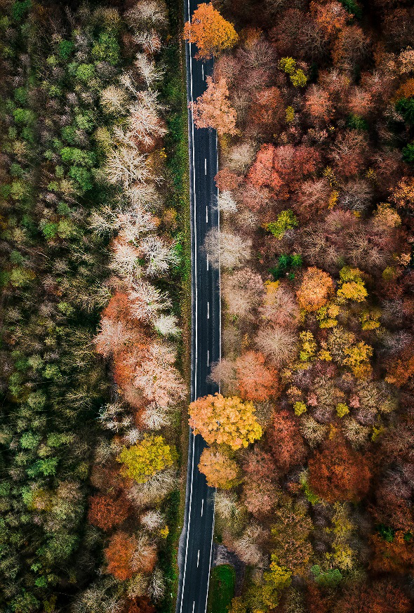 Road surrounded by trees with varying leaf colors